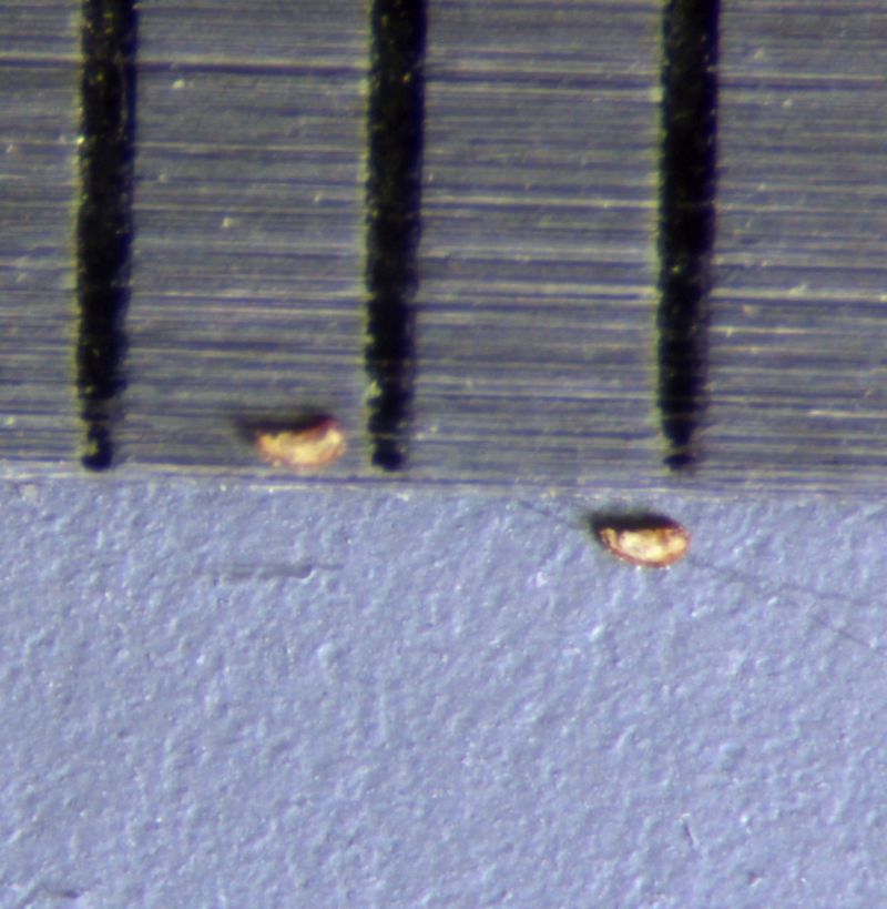 Butomus umbellatus #75712