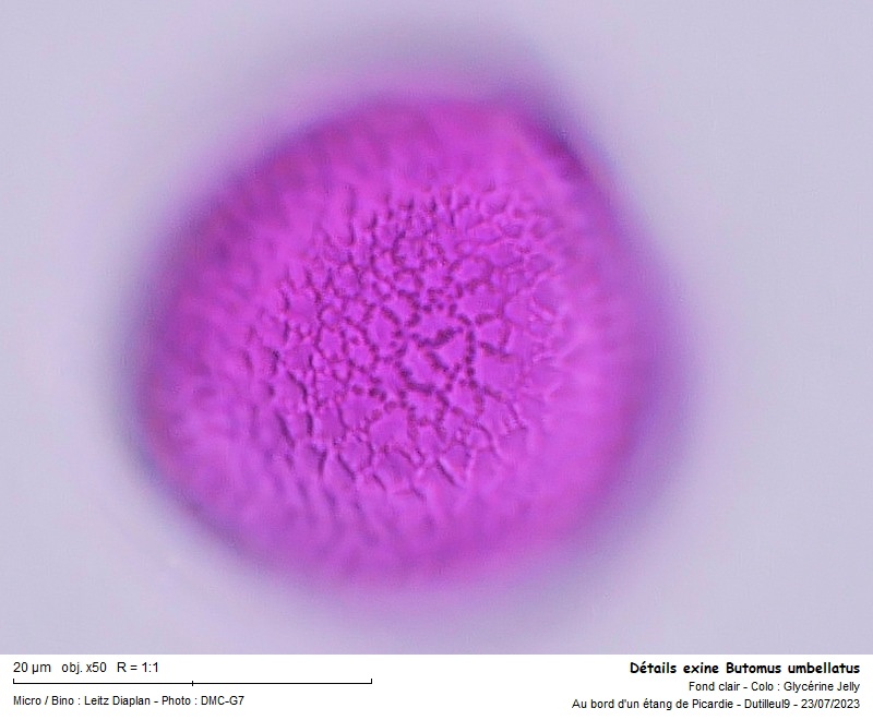 Butomus umbellatus pollen #75714