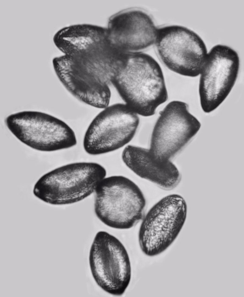 Butomus umbellatus pollen #75717