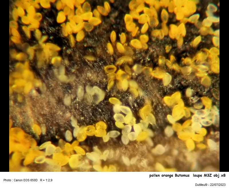 Butomus umbellatus pollen #75720
