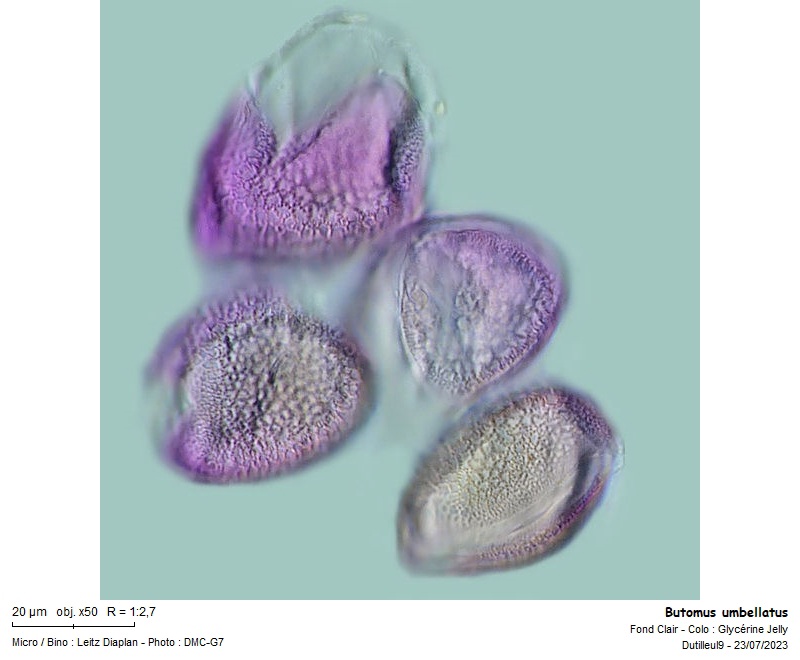 Butomus umbellatus pollen #75715