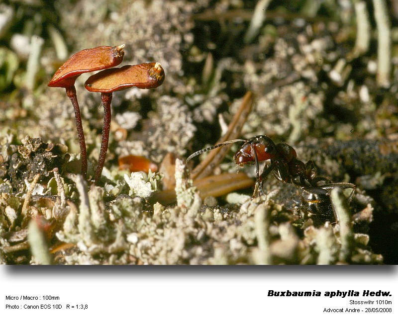Buxbaumia aphylla Hedw. #4165