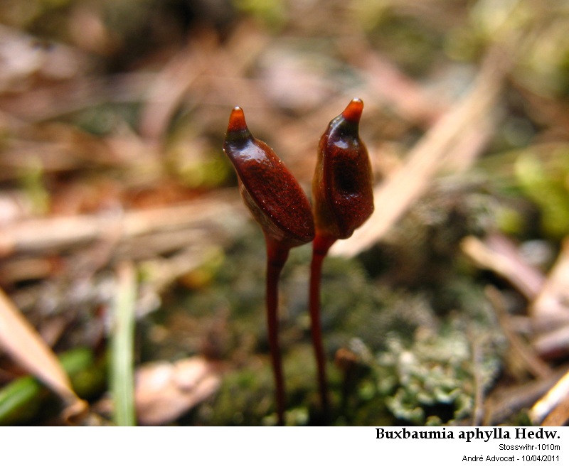Buxbaumia aphylla Hedw. #21609