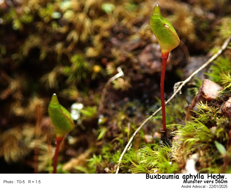 Buxbaumia aphylla Hedw. #81295