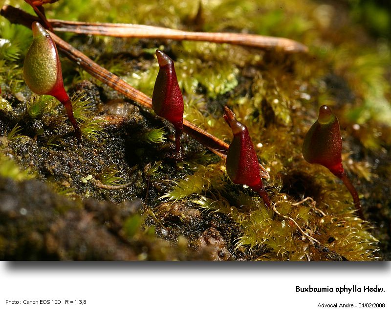 Buxbaumia aphylla Hedw. #8368