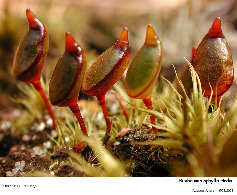 Buxbaumia aphylla Hedw. #8370