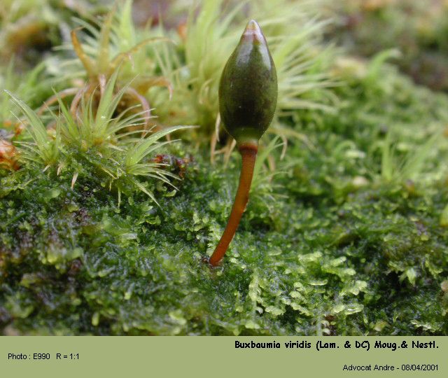 Buxbaumia viridis (Lam. & DC) Moug. & Nestl. #156