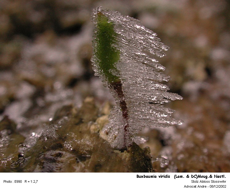 Buxbaumia viridis (Lam. & DC) Moug. & Nestl. #80694
