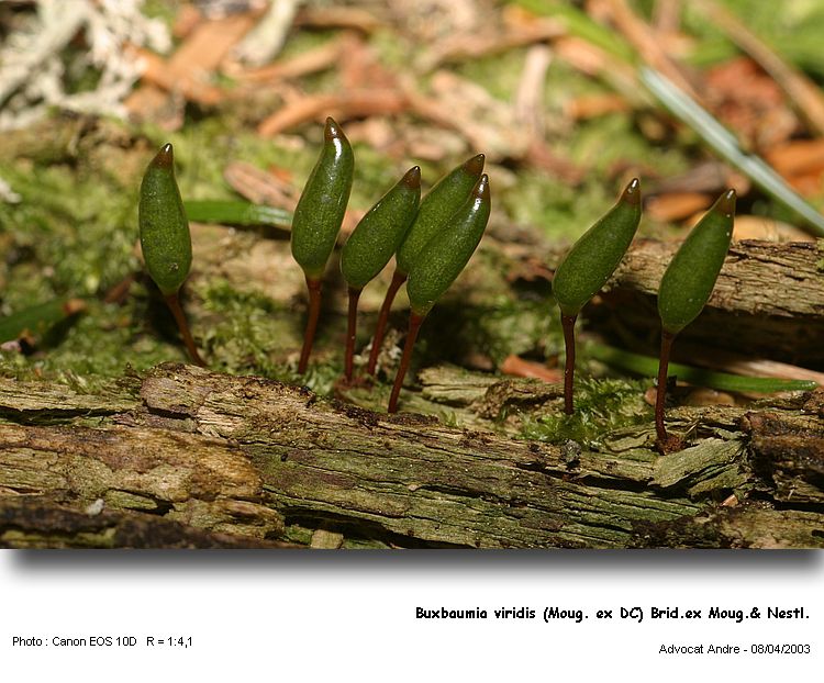 Buxbaumia viridis (Lam. & DC) Moug. & Nestl. #155
