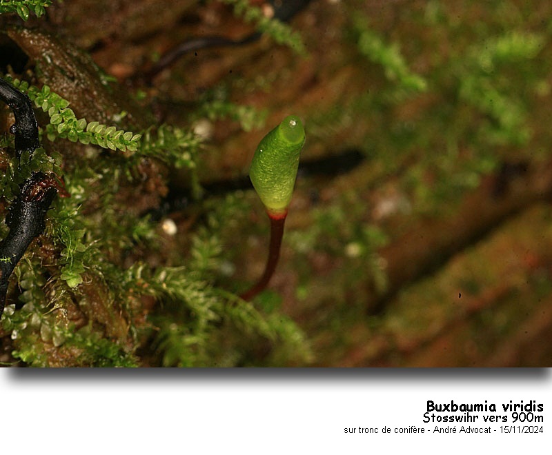 Buxbaumia viridis (Lam. & DC) Moug. & Nestl. #80695
