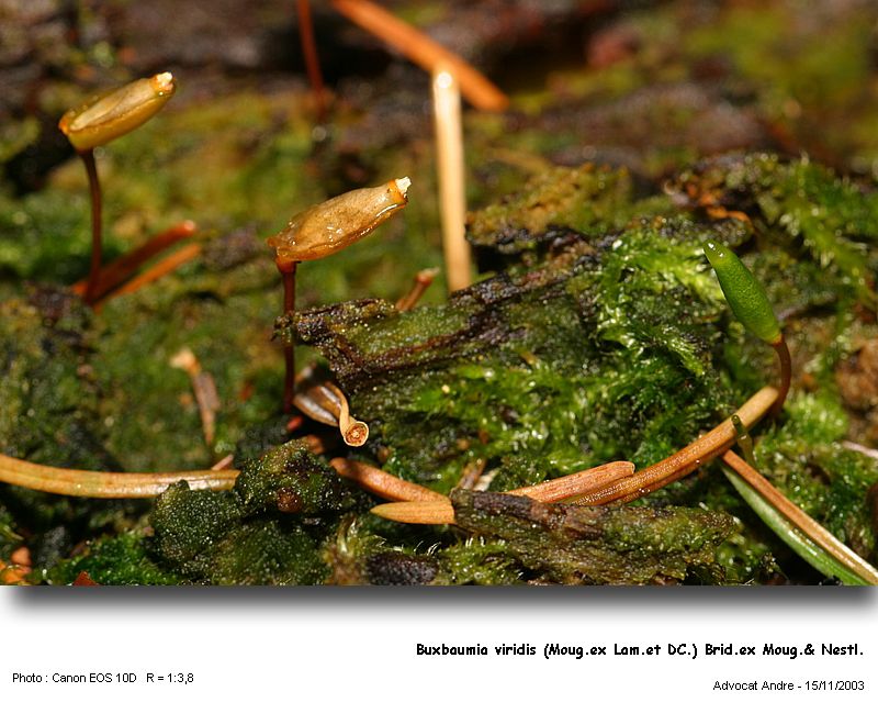 Buxbaumia viridis (Lam. & DC) Moug. & Nestl. #1009