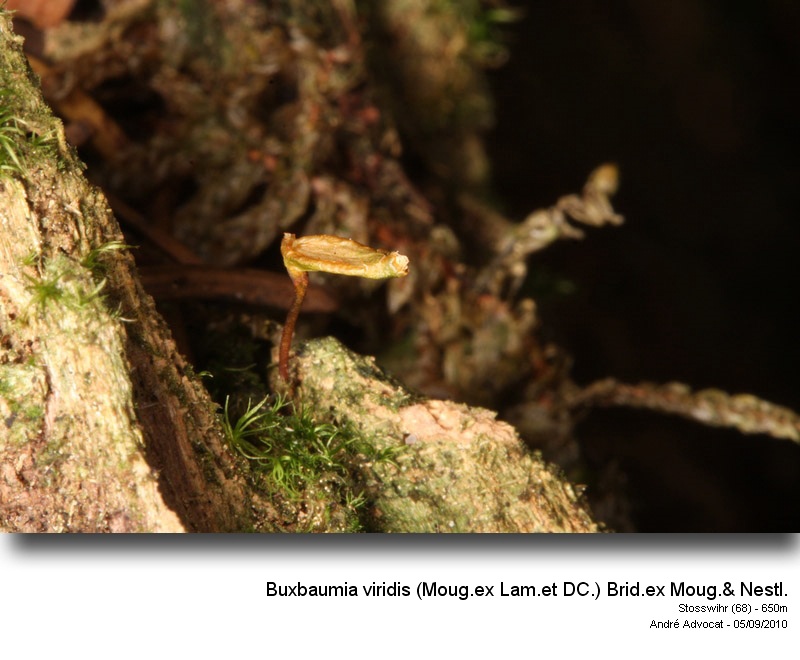 Buxbaumia viridis (Lam. & DC) Moug. & Nestl. #17935