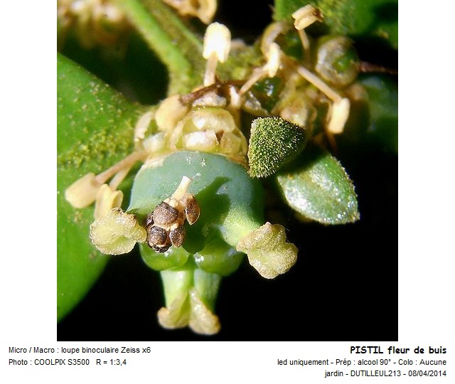 BUXUS SEMPERVIRENS -BUIS #37111
