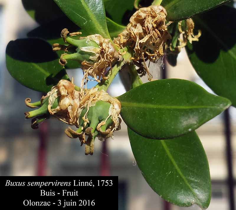 Buxus sempervirens #76772