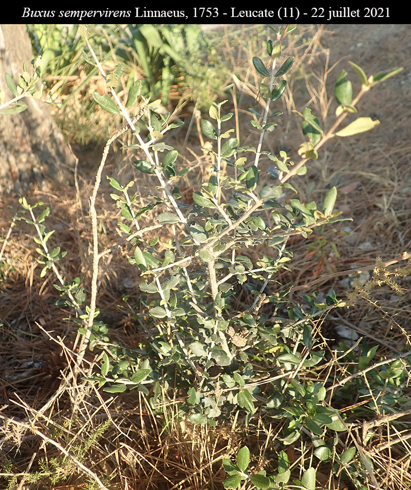 Buxus sempervirens #76768