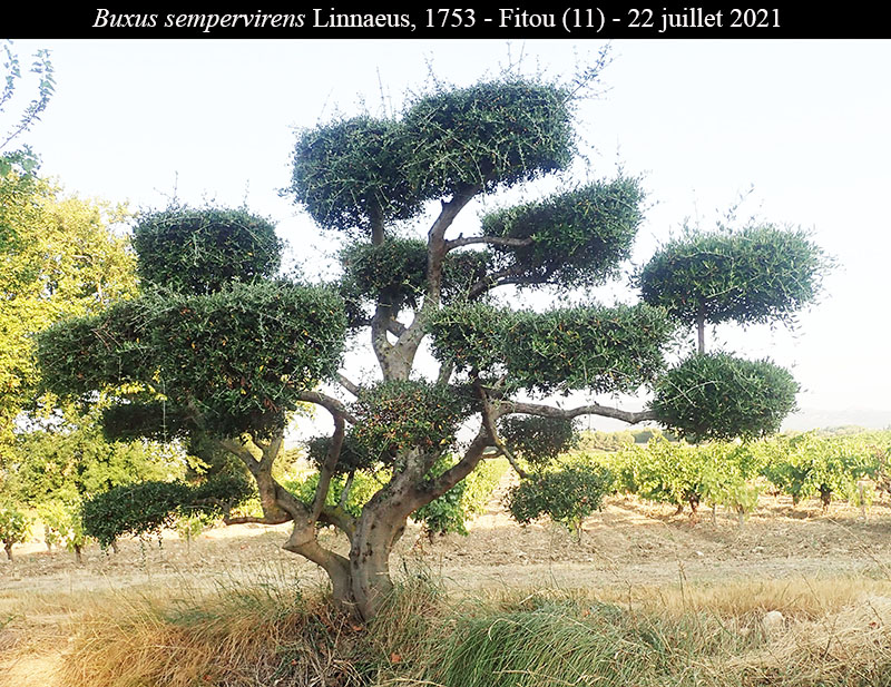 Buxus sempervirens #76767