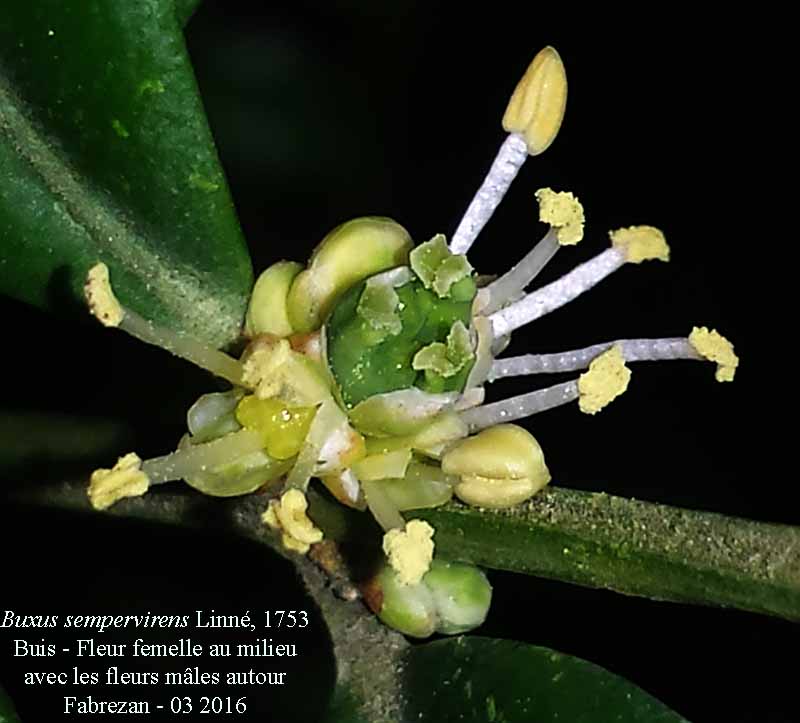 Buxus sempervirens #76771
