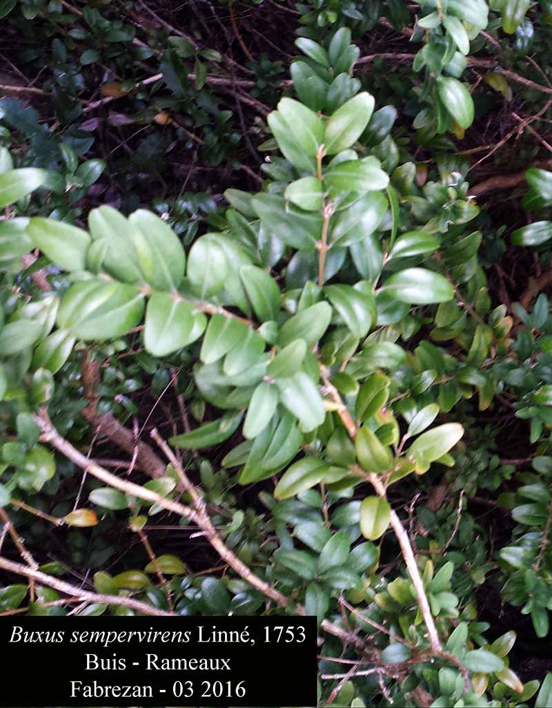Buxus sempervirens #76770