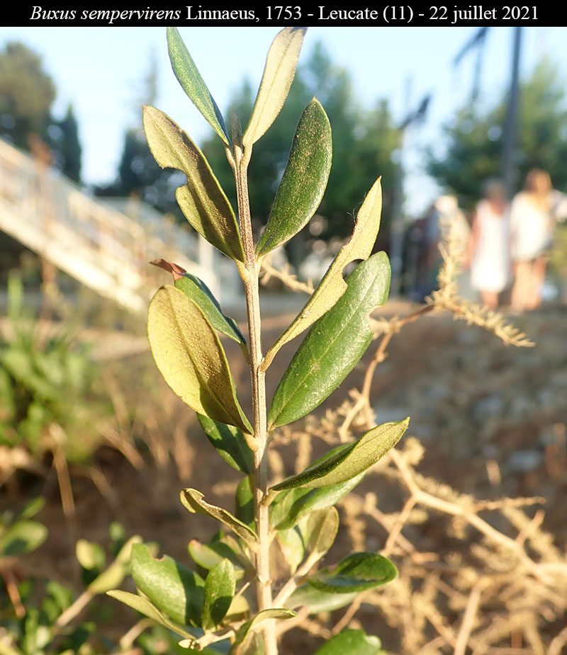 Buxus sempervirens #76769