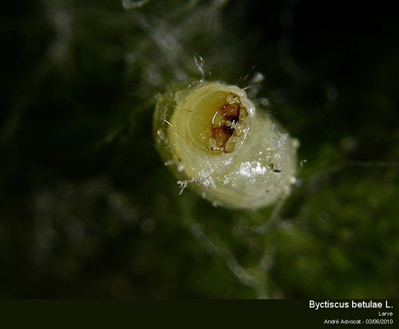 Byctiscus betulae L. (Cigarier de la vigne). #16390