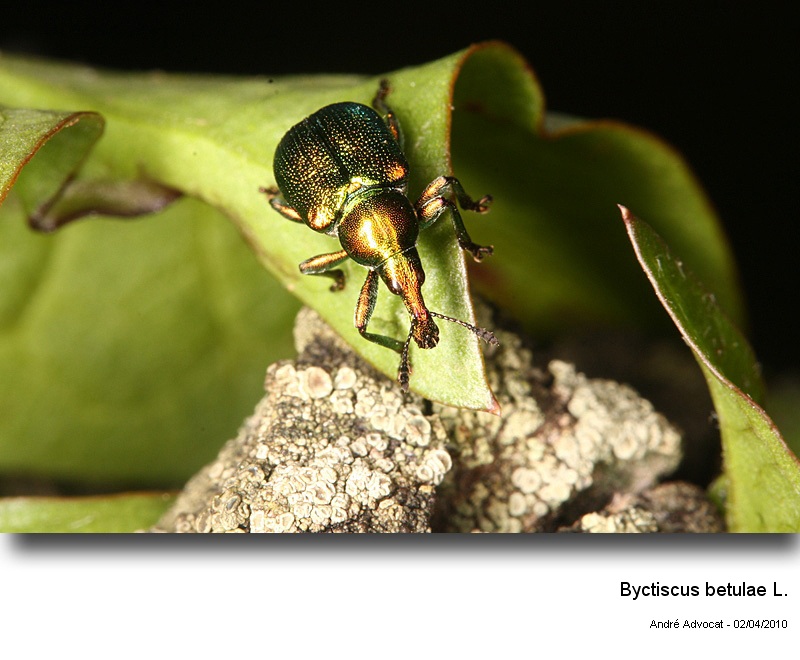Byctiscus betulae L. (Cigarier de la vigne). #16299