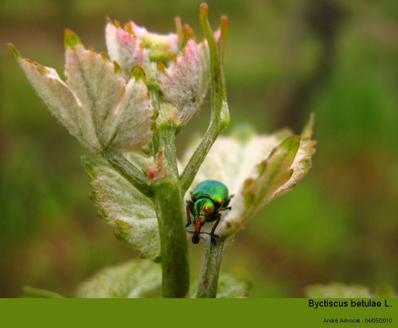 Byctiscus betulae L. (Cigarier de la vigne). #16298