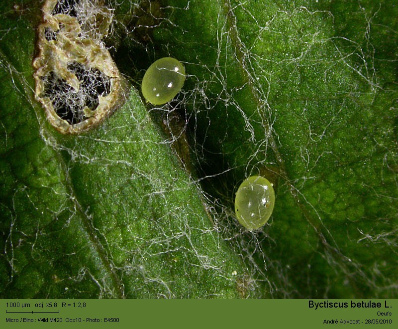 Byctiscus betulae L. (Cigarier de la vigne). #16352