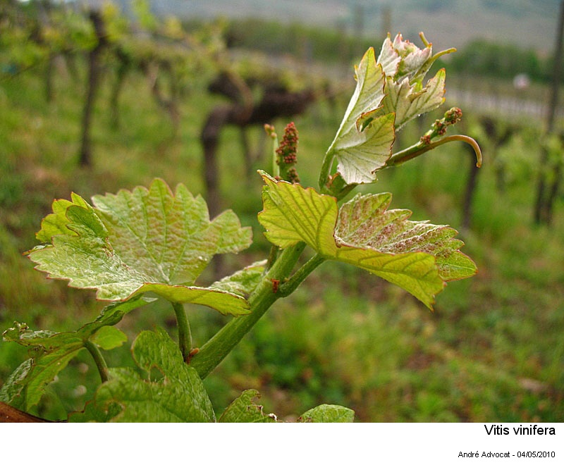 Byctiscus betulae L. (Cigarier de la vigne). #16297