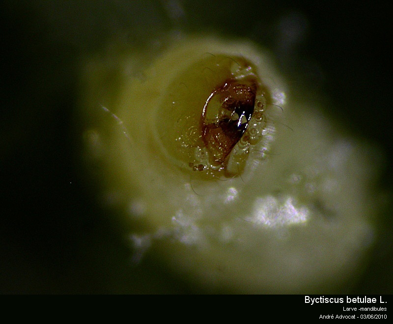 Byctiscus betulae L. (Cigarier de la vigne). #16391