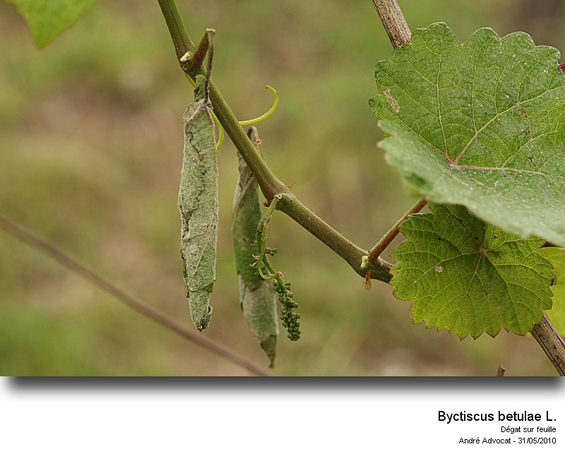 Byctiscus betulae L. (Cigarier de la vigne). #16351