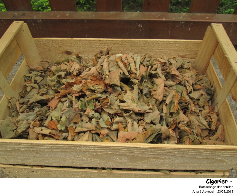 Byctiscus betulae L. (Cigarier de la vigne). #32440