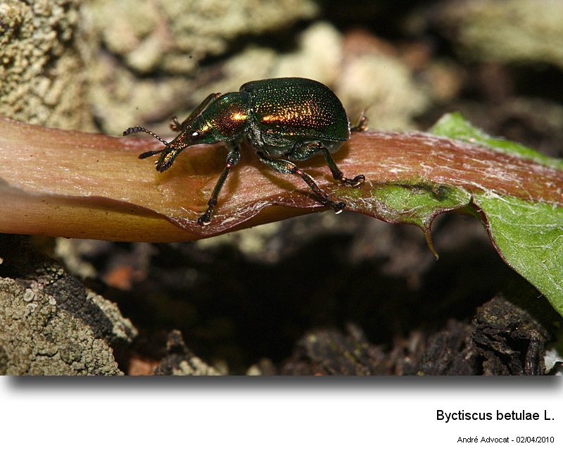 Byctiscus betulae L. (Cigarier de la vigne). #16300