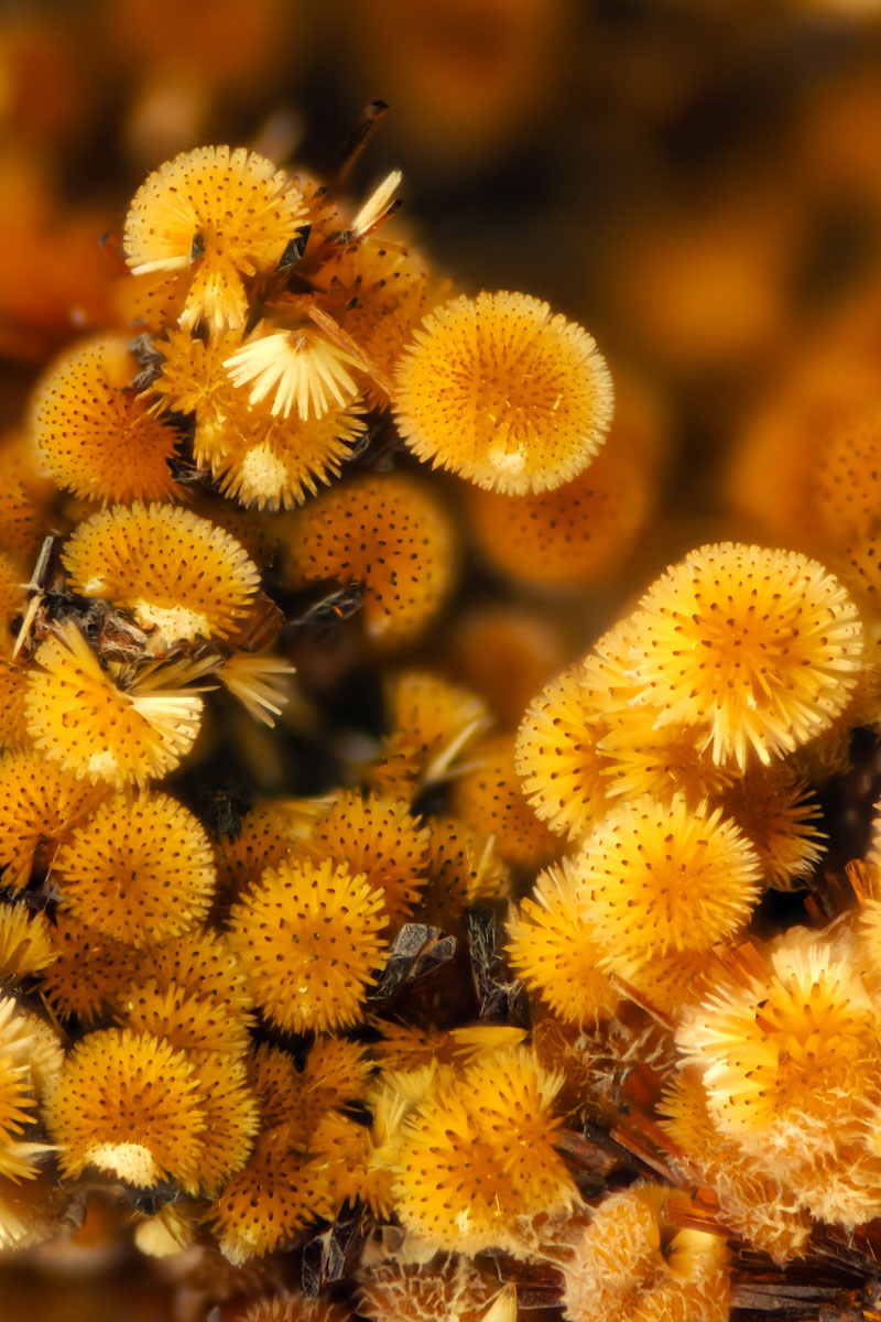 Cacoxenite #47549