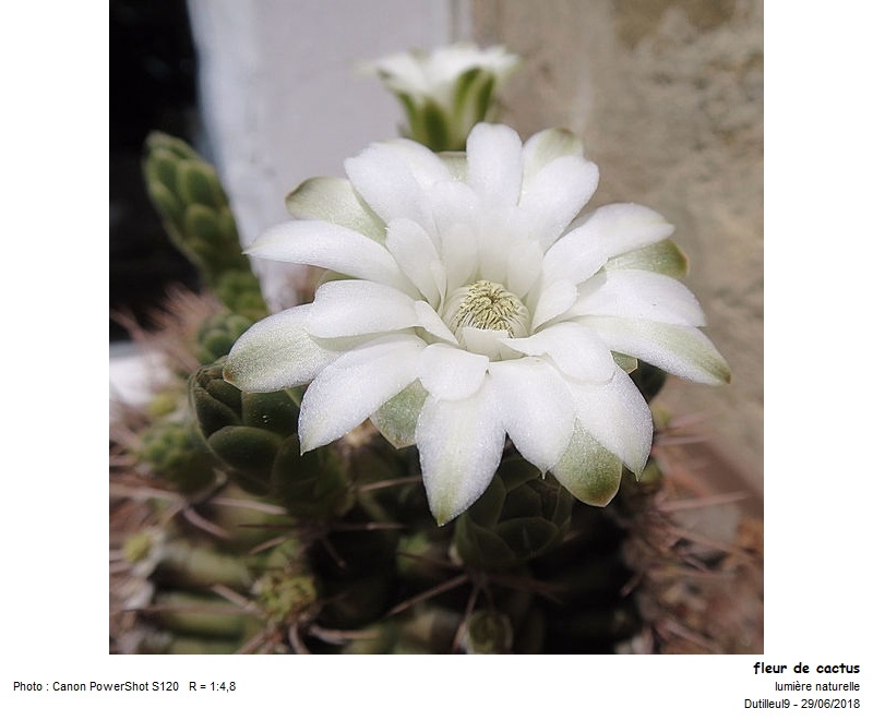 Cactée - Cactus #55409