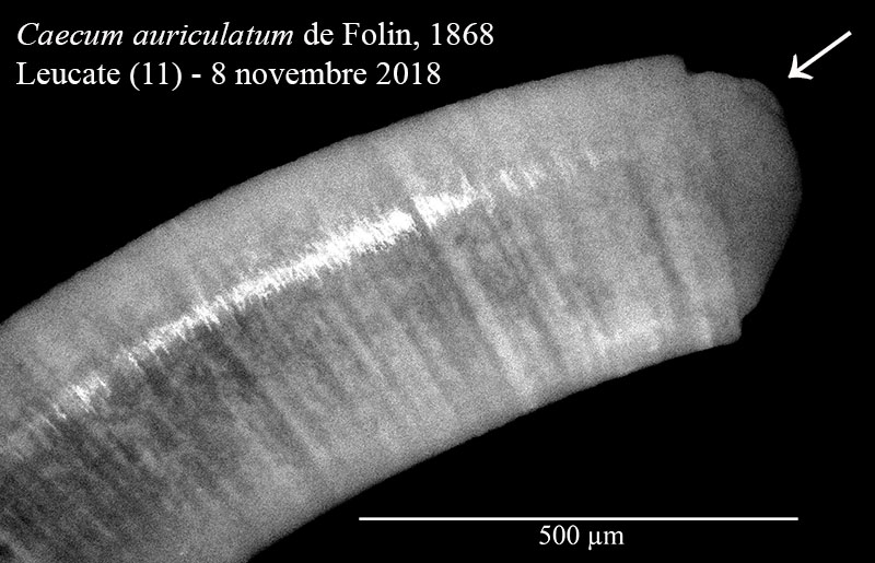 Caecum auriculatum #59239