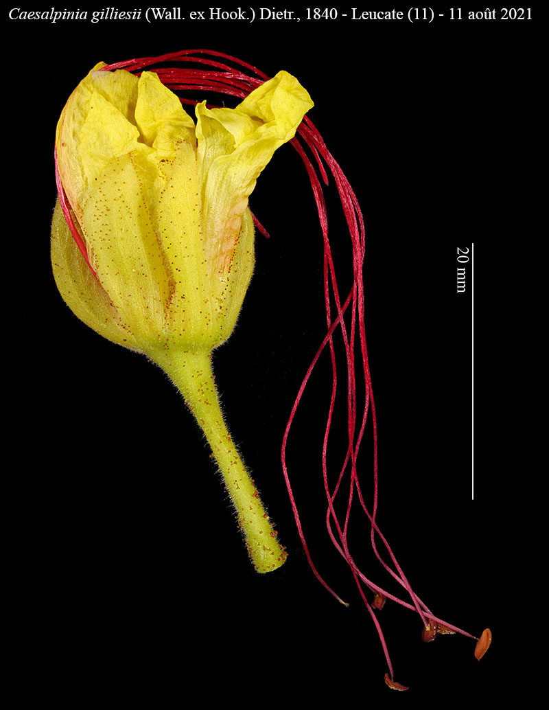Caesalpinia gilliesii #68369