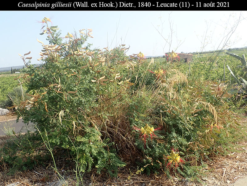 Caesalpinia gilliesii #68358