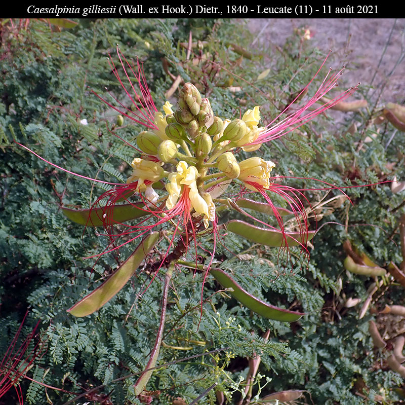 Caesalpinia gilliesii #68360