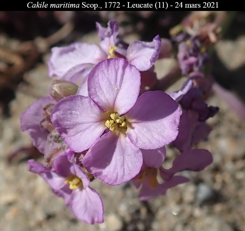 Cakile maritima #68797
