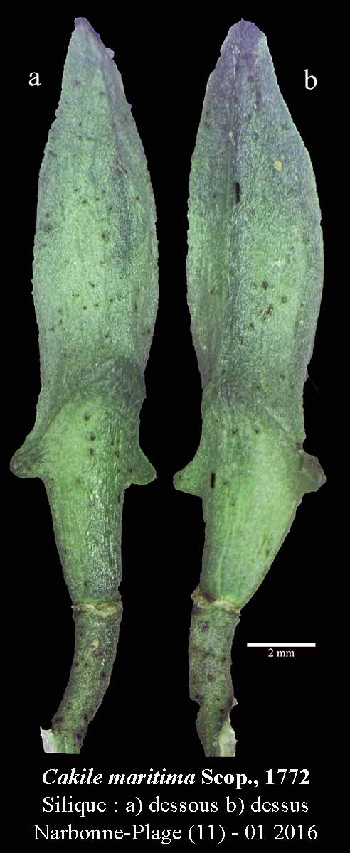 Cakile maritima #43234