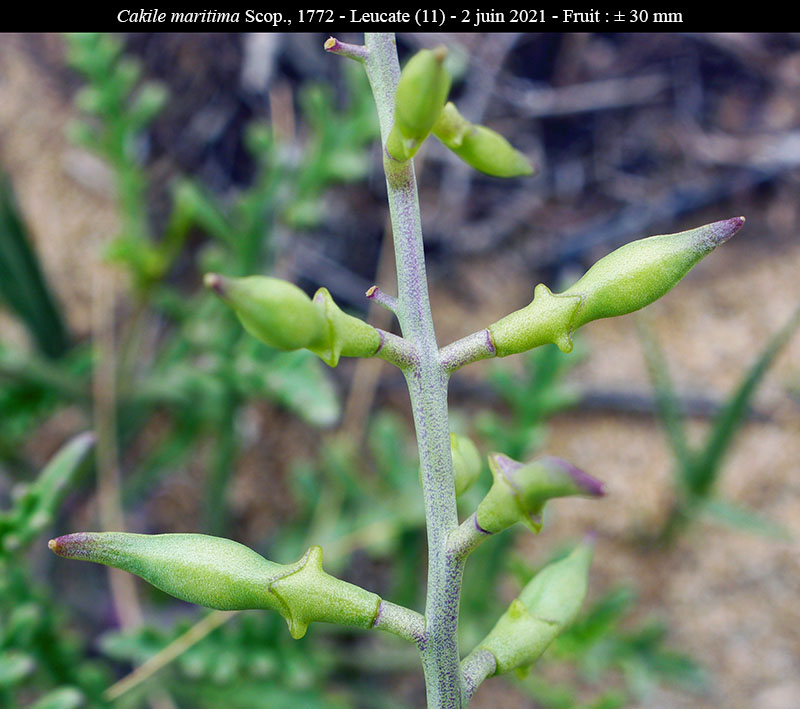 Cakile maritima #68798
