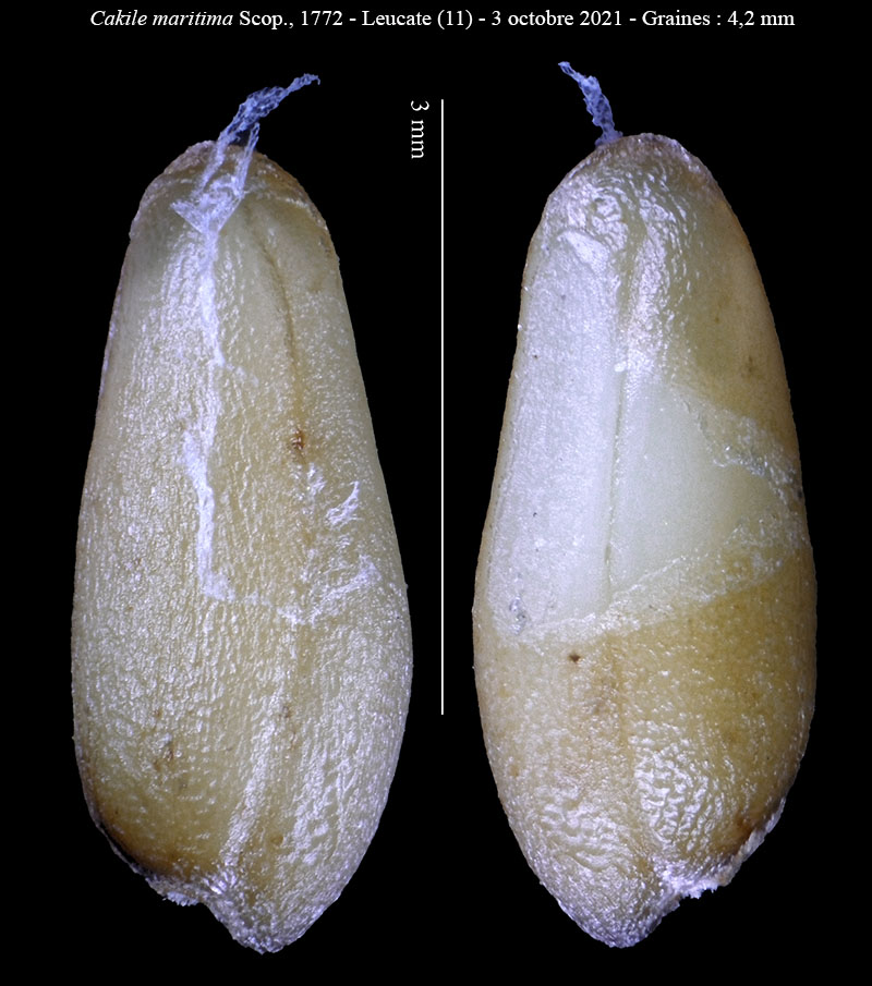 Cakile maritima #68801