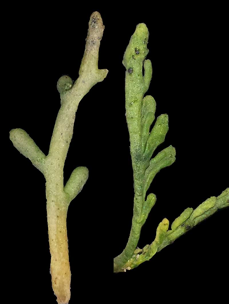 Cakile maritima #43236