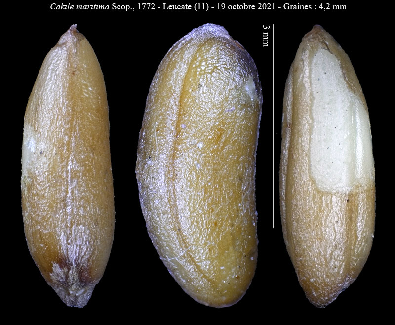 Cakile maritima #68800
