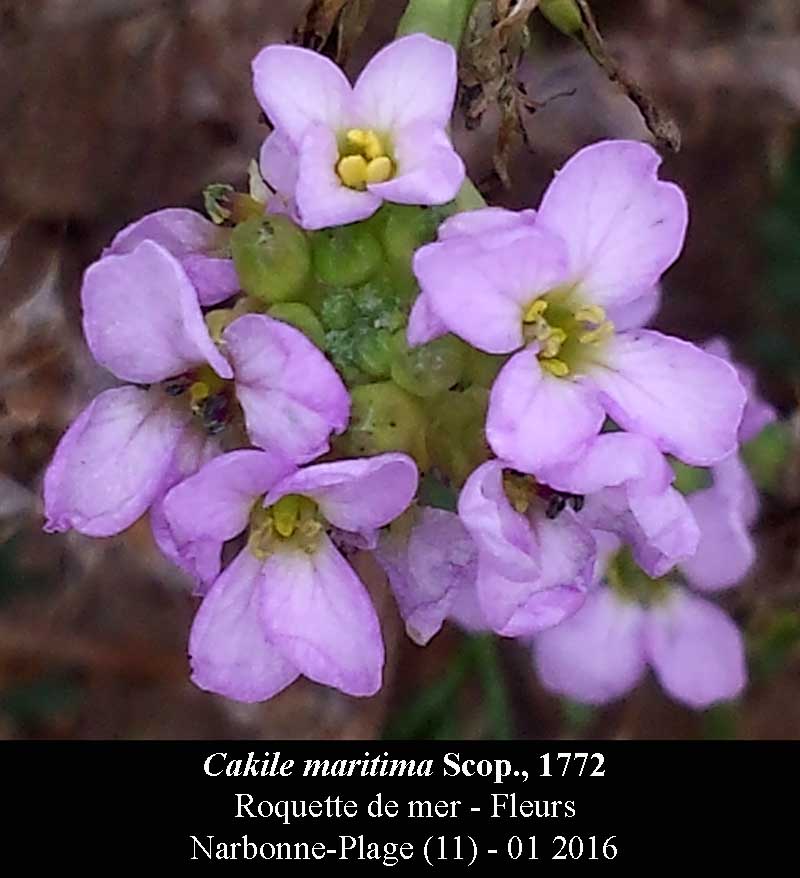 Cakile maritima #43227