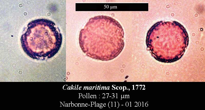 Cakile maritima #43229