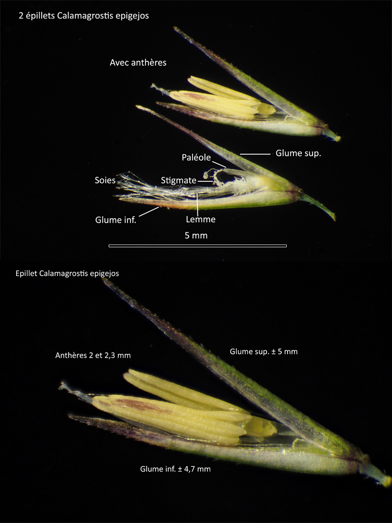 Calamagrostis epigejos (L.) Roth. : Le Roseau des bois #63756