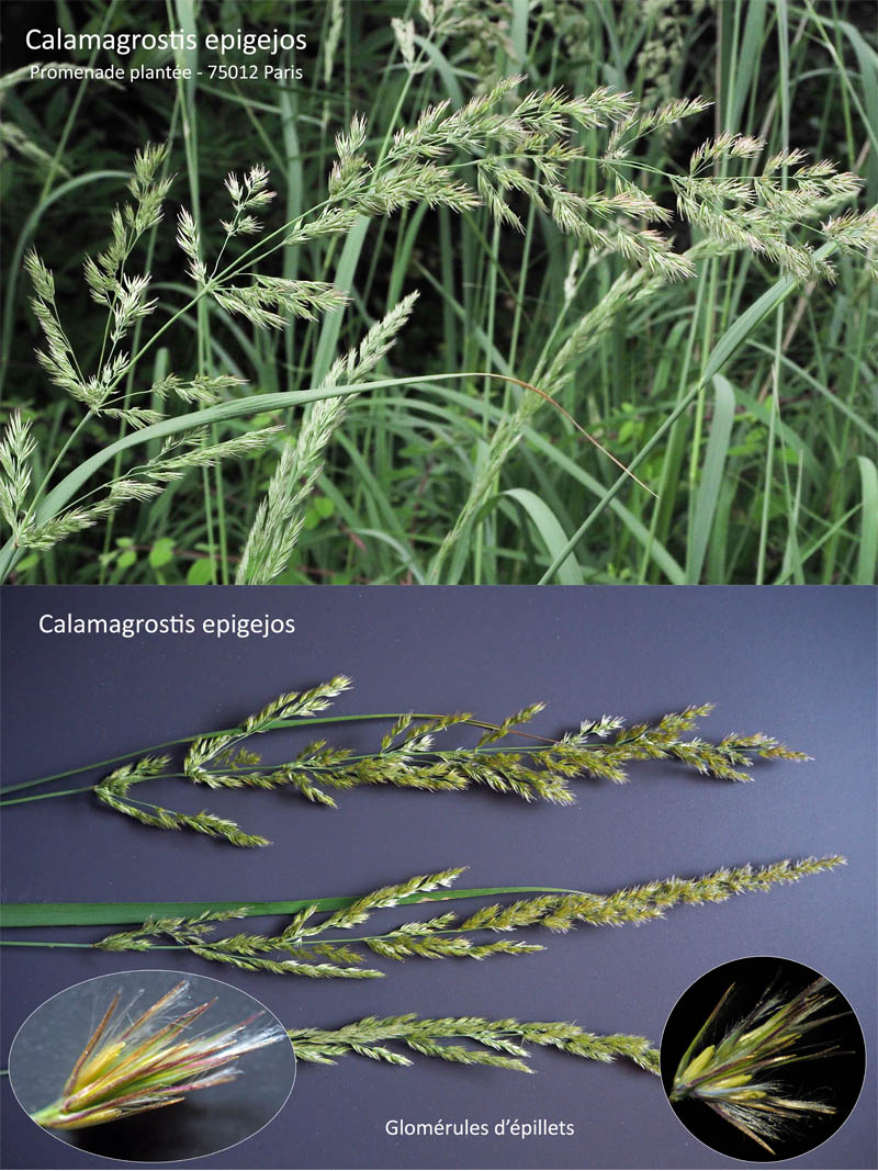 Calamagrostis epigejos (L.) Roth. : Le Roseau des bois #63754
