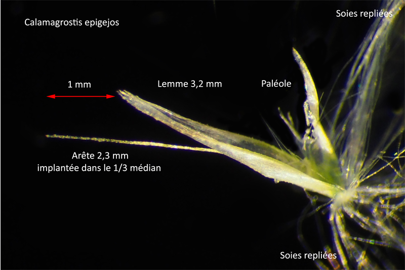 Calamagrostis epigejos (L.) Roth. : Le Roseau des bois #63757