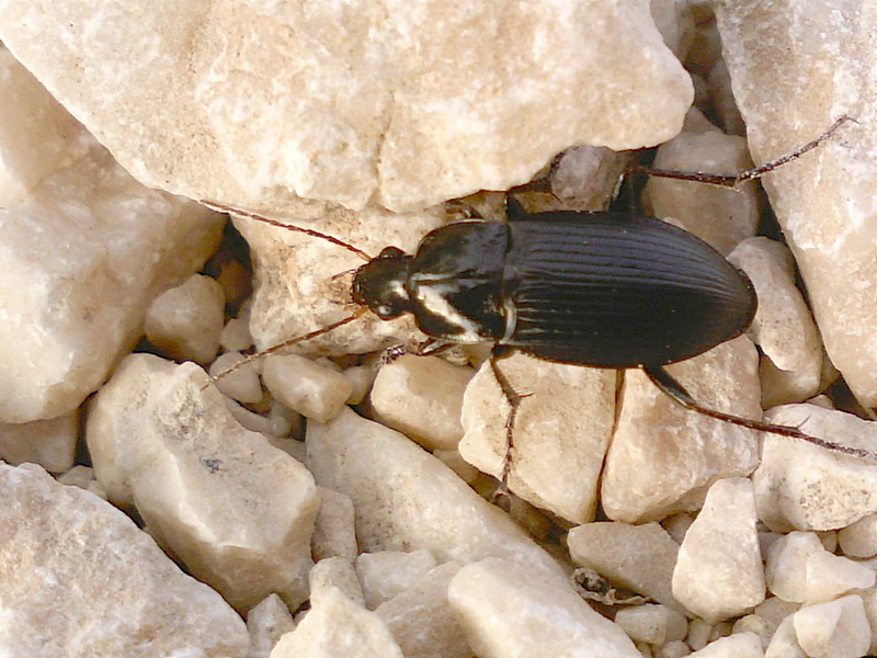 Calathus fuscipes graecus #34903
